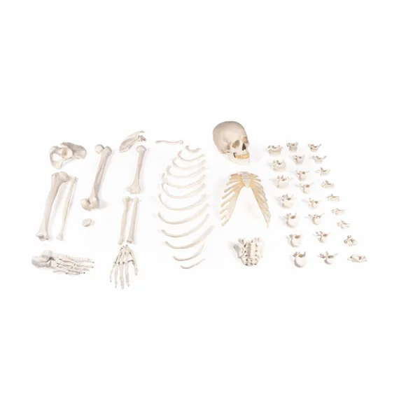 Erler-Zimmer 3024 Miniatiūrinis Skeleto Modelis