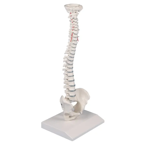 Erler-Zimmer 4001 Žmogaus Stuburo Modelis