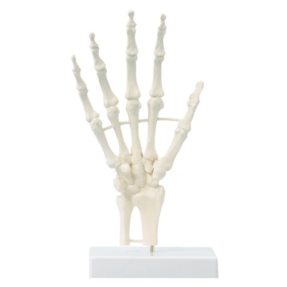Erler-Zimmer 6040 Žmogaus Rankos Skeleto Modelis