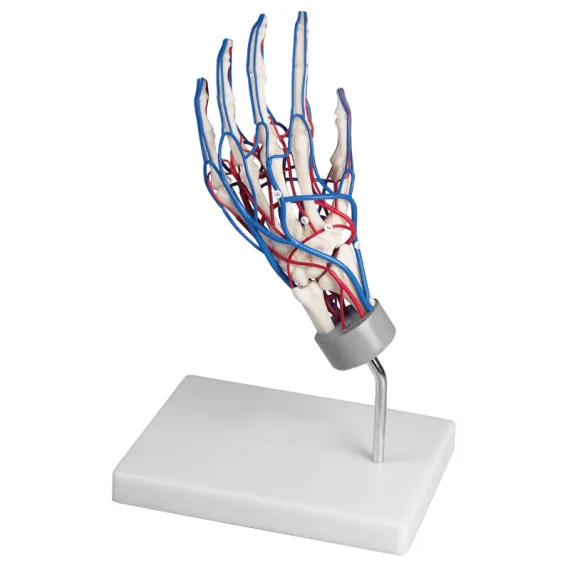 Erler-Zimmer 6081 Žmogaus Rankos Skeleto Modelis