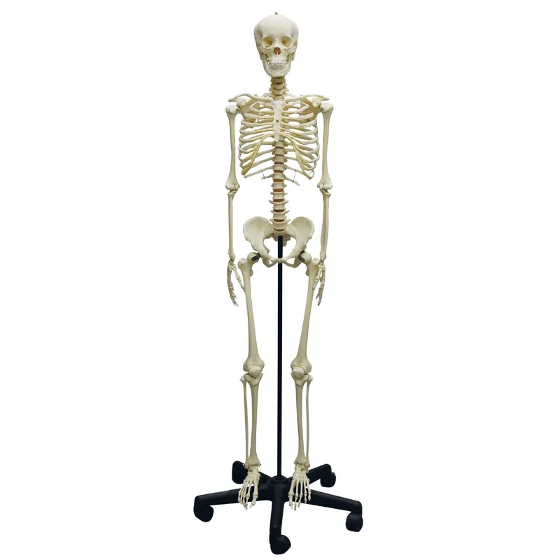 Erler-Zimmer Adolescent Skeleton 2700 Paauglio Anatominis Modelis
