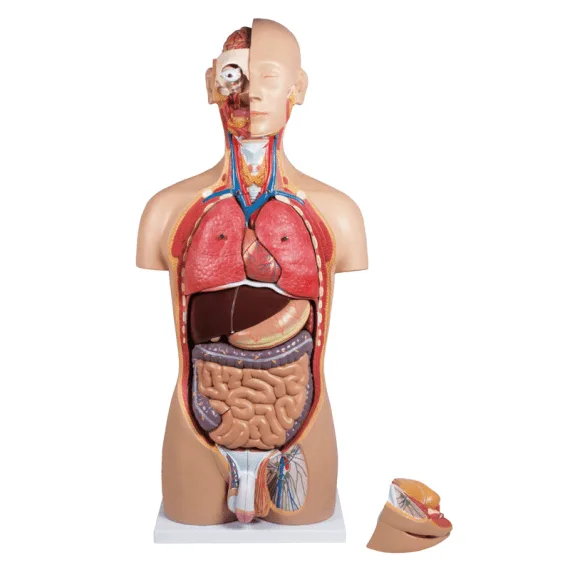 Erler-Zimmer B235 Žmogaus Torso Modelis