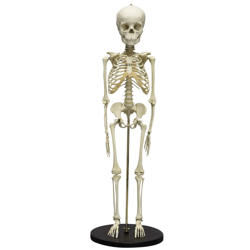 Erler-Zimmer Child Skeleton 2800 Vaiko Anatominis Modelis
