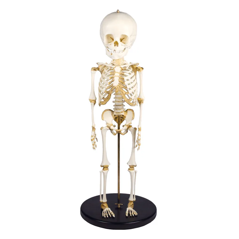 Erler-Zimmer Child Skeleton 2870 Vaiko Anatominis Modelis