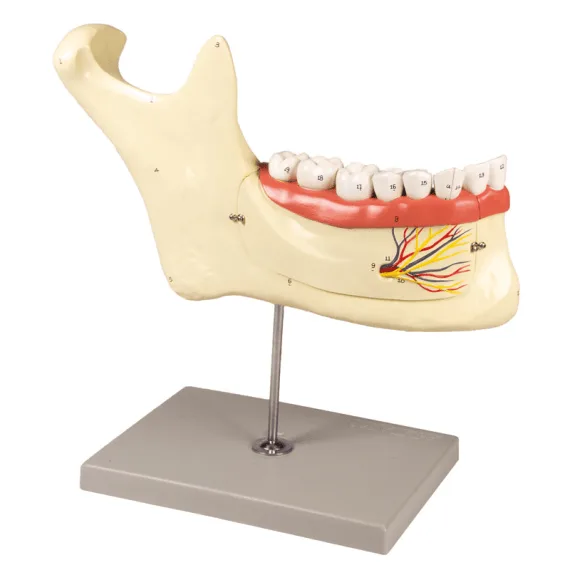 Erler-Zimmer D125 Žmogaus Dantų Modelis
