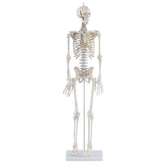 Erler-Zimmer Daniel 3035 Miniatiūrinis Skeleto Modelis