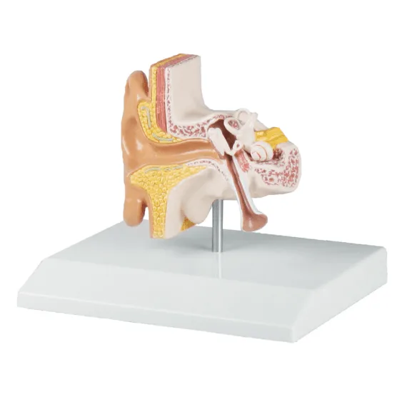 Erler-Zimmer E220 Žmogaus Ausies Modelis
