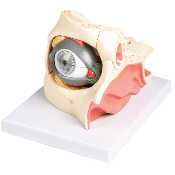 Žmogaus Akies Modelis Erler-Zimmer Human Eye Model – Labostera