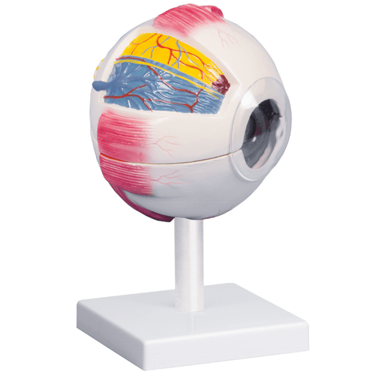 Žmogaus Akies Modelis Erler-Zimmer Human Eye Model – Labostera