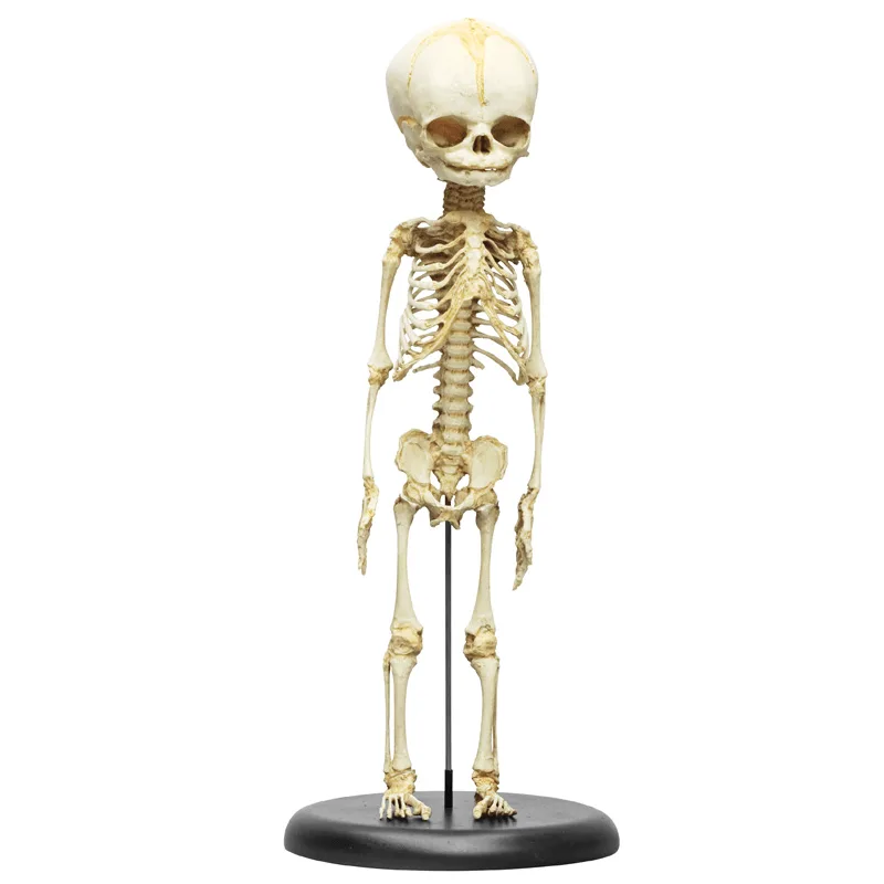 Erler-Zimmer Fetus Skeleton 2850 Kūdikio Anatominis Modelis