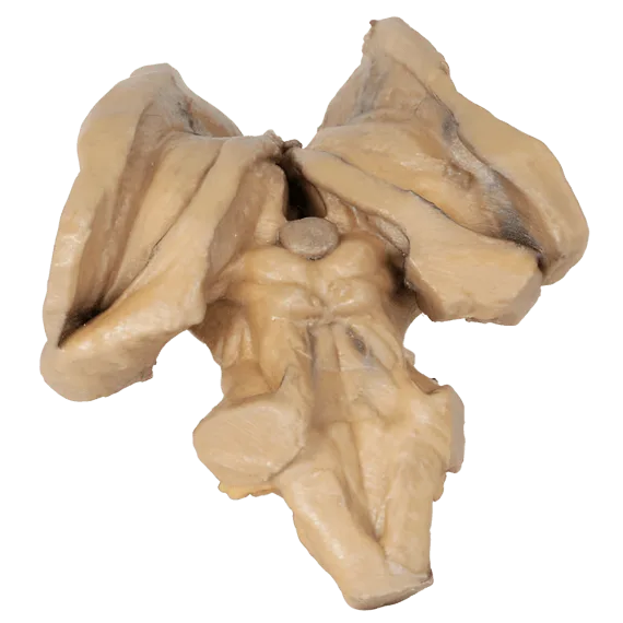Žmogaus Smegenų 3D Modelis