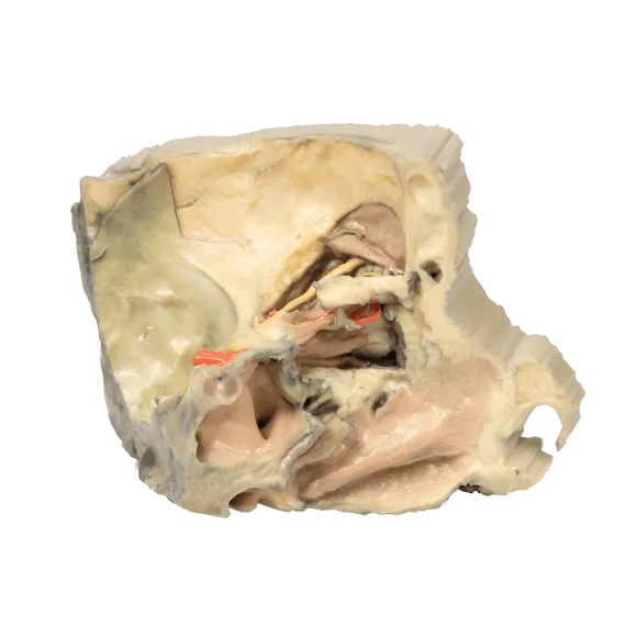 Erler-Zimmer MP1685 Žmogaus Galvos 3D Modelis