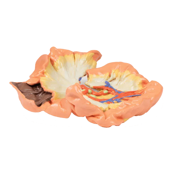 Erler-Zimmer MP1730 Žmogaus Žarnyno 3D Modelis