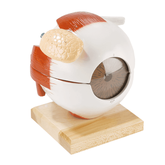 Žmogaus Akies Modelis Erler-Zimmer Human Eye Model – Labostera