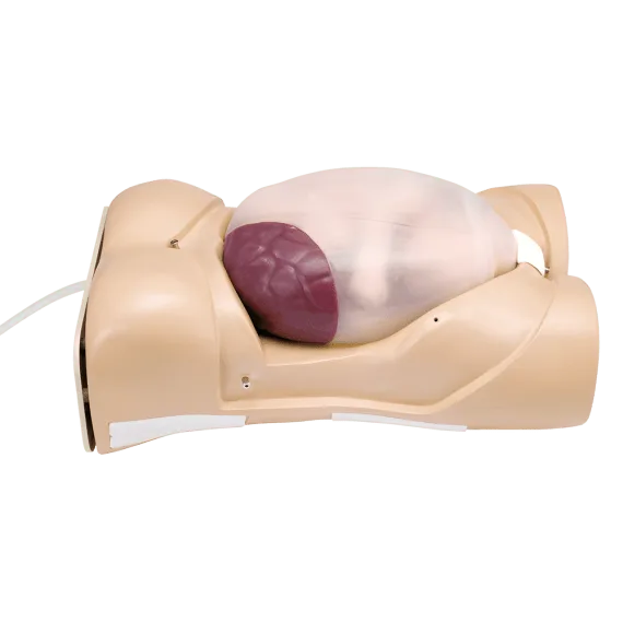 Erler-Zimmer LM43N Nėštumo Tyrimo Modelis