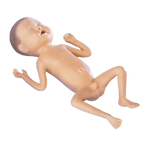 Erler-Zimmer LM62B Priešlaikinio Kūdikio Modelis