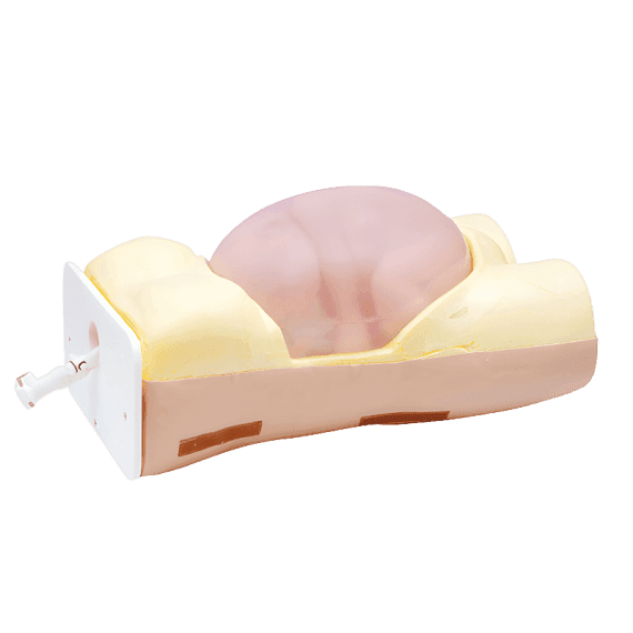 Erler-Zimmer LM80 Išorinis Smegenų Versijos Modelis