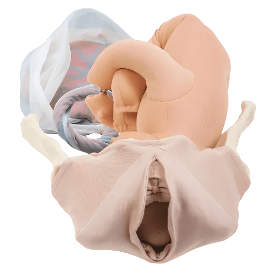Erler-Zimmer R10074 Prabangus Gimdymo Modelio Rinkinys