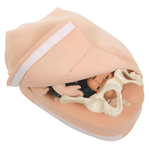 Erler-Zimmer R10075 Pilvo Palpacijos Modelio Rinkinys