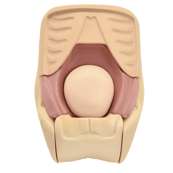 Erler-Zimmer R16190 Gimdos Involiucijos Vertinimo Simuliatorius