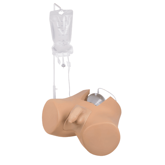 Erler-Zimmer 7040 "Henri" Šlapimo Pūslės Kateterizavimo Mokymo Modelis