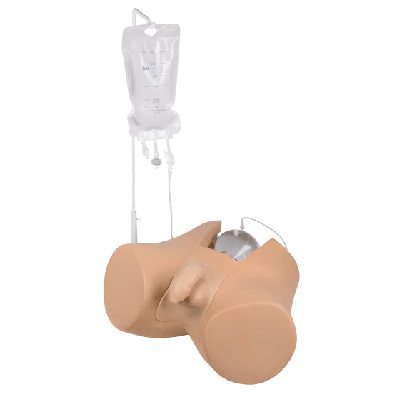Erler-Zimmer 7040 "Henri" Šlapimo Pūslės Kateterizavimo Mokymo Modelis