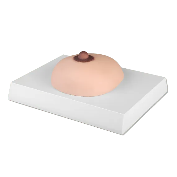 Erler-Zimmer L281 Krūtinės Vėžio Palpacijos Modelis