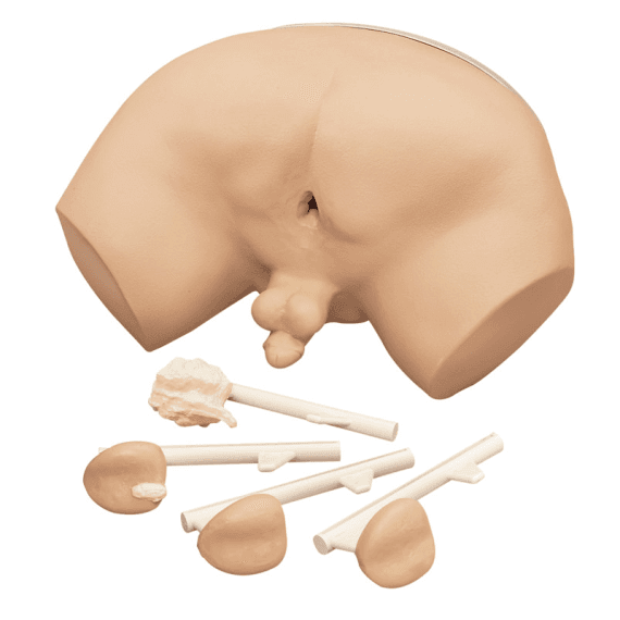 Erler-Zimmer R10031 Prostatos Tyrimo Simuliatorius