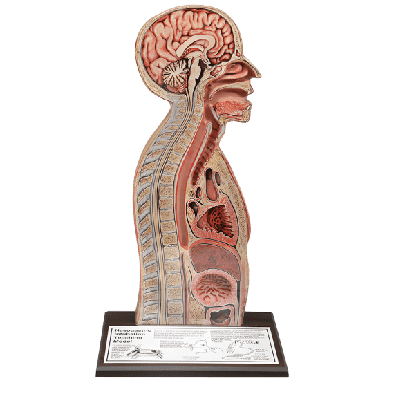 Erler-Zimmer R10115 Nasogastrinės Intubacijos Modelis