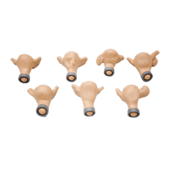 Erler-Zimmer R10186 GYN/AID Ginekologinis Simuliatorius