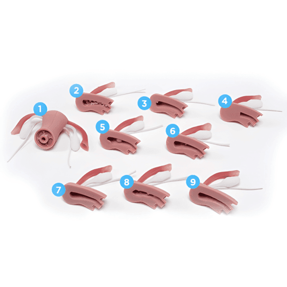 Erler-Zimmer R10188 Ginekologinių Įgūdžių Treneruoklis