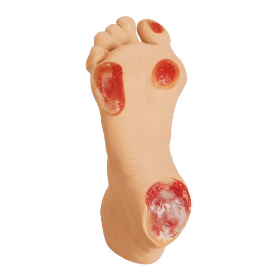 Erler-Zimmer R10228 Pagyvenusio Žmogaus Pėdų Opų Modelis