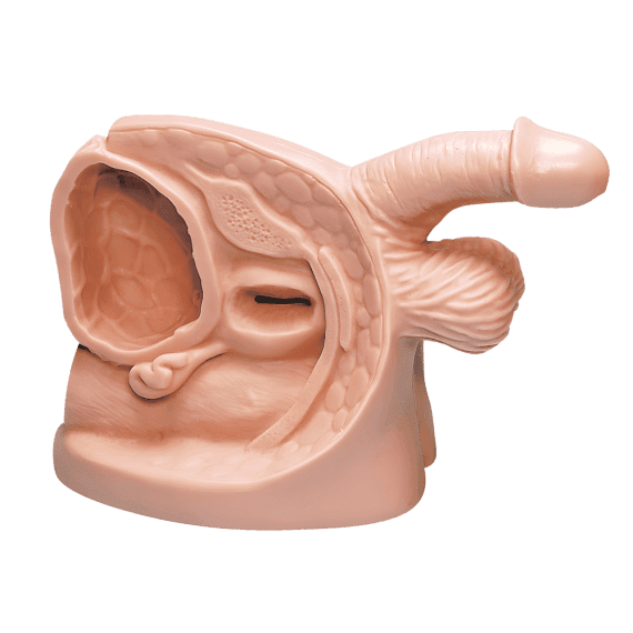 Erler-Zimmer R11002 Vyrų Kateterizavimo Modelis