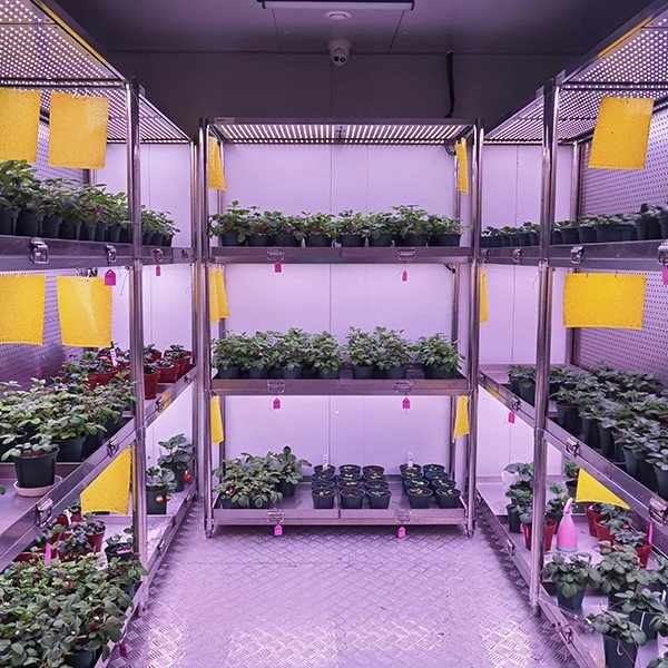 Įeinamosios augalų auginimo kameros (Walk-In Plant Growth Rooms) - Paveikslėlis 5