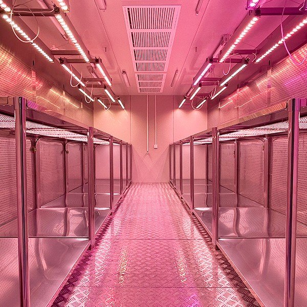 Įeinamosios augalų auginimo kameros (Walk-In Plant Growth Rooms) - Paveikslėlis 3