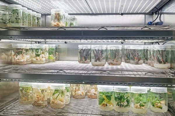 Augalų audinių kultūrų auginimo kameros (Tissue Culture Chamber – Terra Series) - Paveikslėlis 2